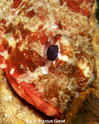A baby scorpion fish, taken at the entrace to the cave at... by Marcus Grant 